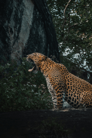 Leopard Yawning